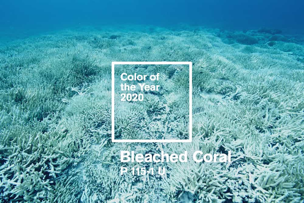 colore dell'anno 2020 bleached coral